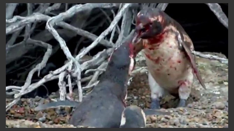 La pelea dura unos cinco minutos.