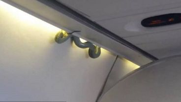 La víbora en el avión de Aeroméxico.