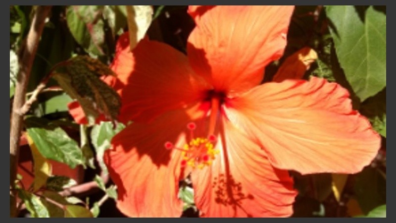 Una rosa china naranja como el amanecer. 