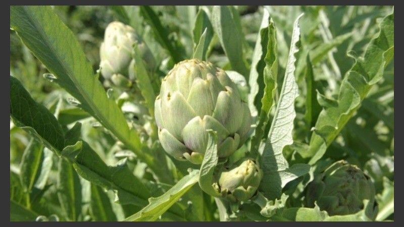 El proyecto fue elegido en el concurso Innovar 2016, que organiza el Ministerio de Ciencia.