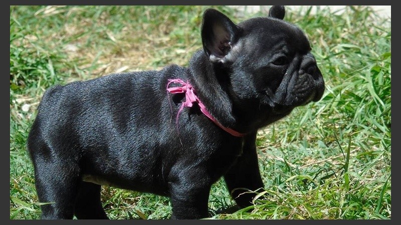 Barbie, la perrita que fue parte del botín de la banda.