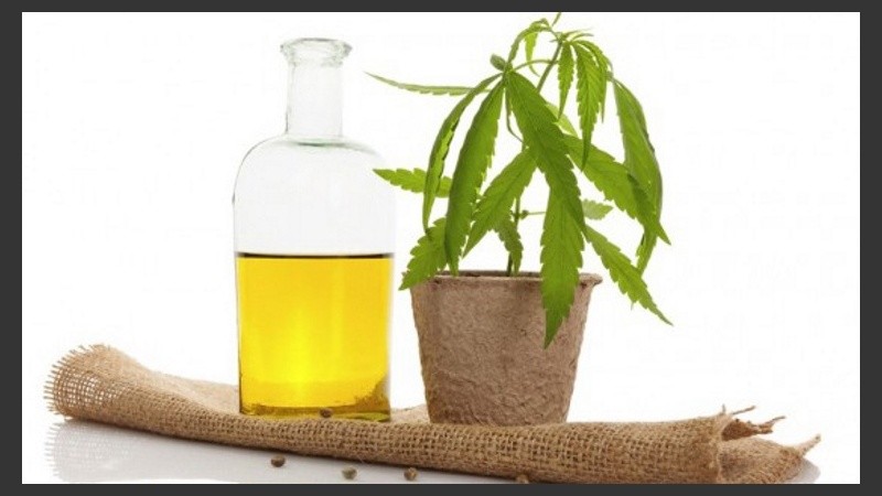 El aceite de cannabis se habilitó para uso medicinal en Chubut.