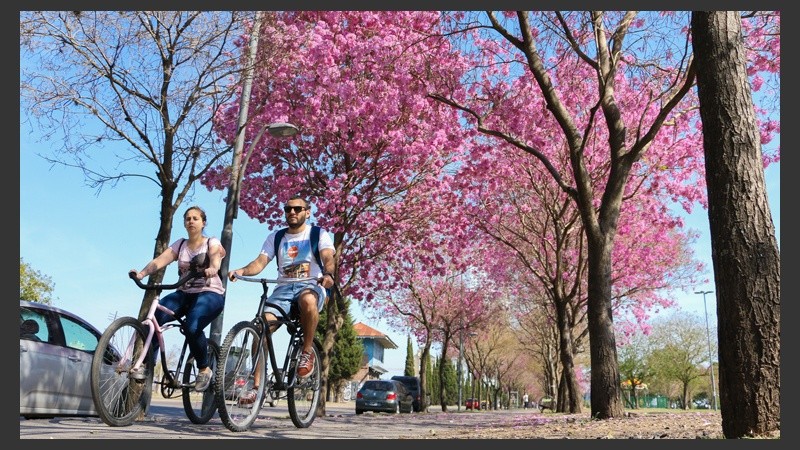 Pasear bajo los árboles florecidos, una postal bien primaveral que seduce a muchos. (Alan Monzón/Rosario3.com)