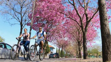Pasear bajo los árboles florecidos, una postal bien primaveral que seduce a muchos. (Alan Monzón/Rosario3.com)