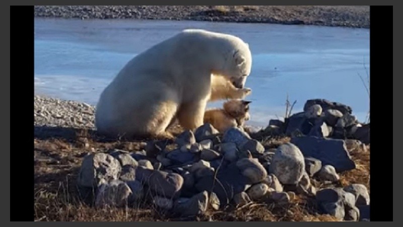 La escena que capturó David De Meulles y subió a las redes.