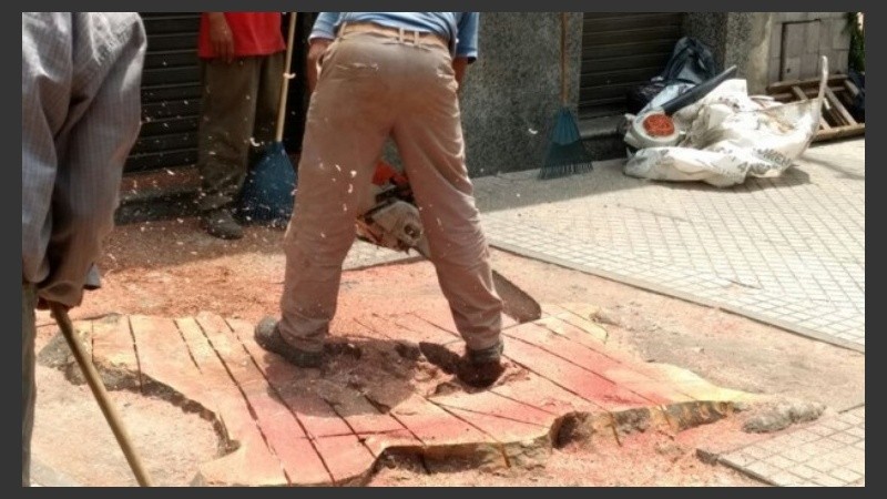 El titular del inmueble deberá entregar unos 800 ejemplares al arbolado público.