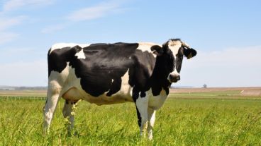 El objetivo es concretar alianzas interinstitucionales en temas vinculados con la producción y comercialización ganadera.