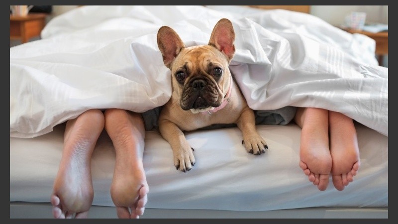 Las mujeres son más benevolentes para compartir colchón con su mascota.