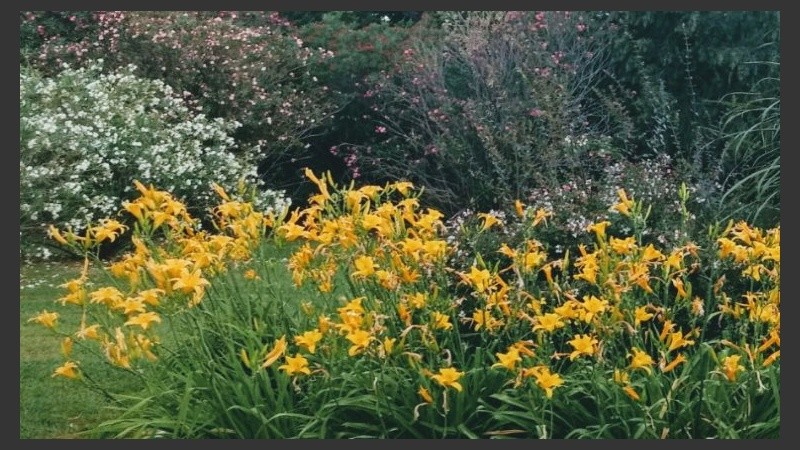 Amanecer en el jardín de TVL.