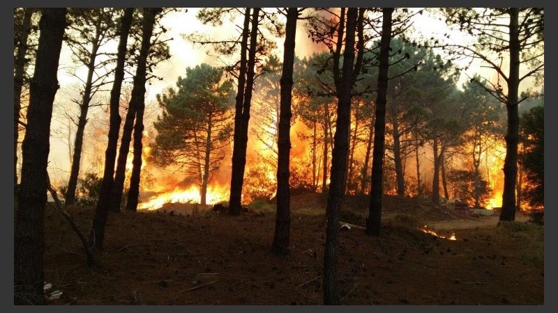 Así se veían los bosques de las localidades balnearias. 