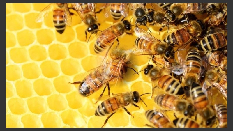 las abejas pueden ser un modelo de estudio útil para entender cómo interaccionan el cerebro y las defensas inmunitarias.