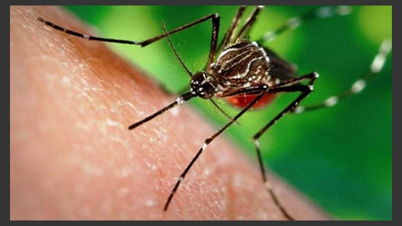 Este tipo de zika está circulando en el país hace algún tiempo.