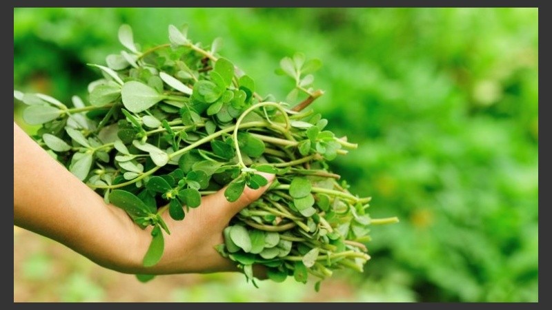 Estas hierbas son contenedoras de muchas vitaminas y proteínas.