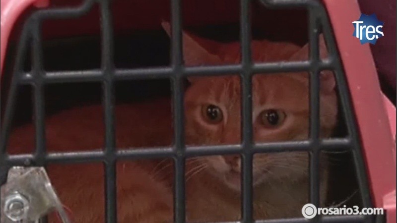 El gato en cuestión: sano y salvo.