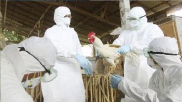 Detectaron presencia de "influenza aviar" en criadero de pavos en Chile.