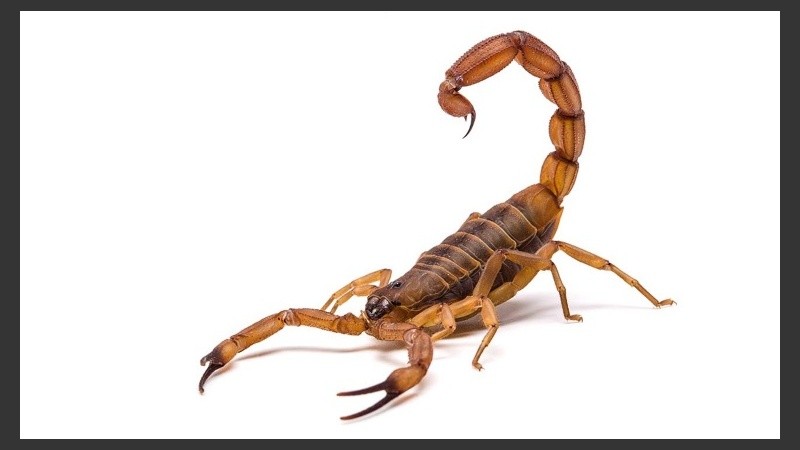 Ante la aparición de un alacrán revisar la cama, no dejar ropa en el suelo, revisar los zapatos, sobre todo de niños, antes de usarlos.