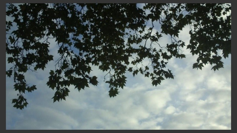 Algunas nubes detrás de los plátanos. 