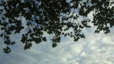 Algunas nubes detrás de los plátanos.