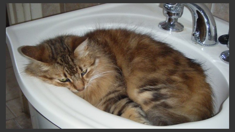 Es necesario encontrar un lugar fresco para pasar el día.