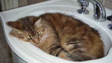 Es necesario encontrar un lugar fresco para pasar el día.