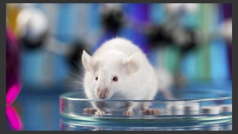 El nuevo procedimiento abre una vía para la restauración, por fin, de la visión en las personas afectadas por las distrofias de retina.