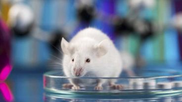 El nuevo procedimiento abre una vía para la restauración, por fin, de la visión en las personas afectadas por las distrofias de retina.