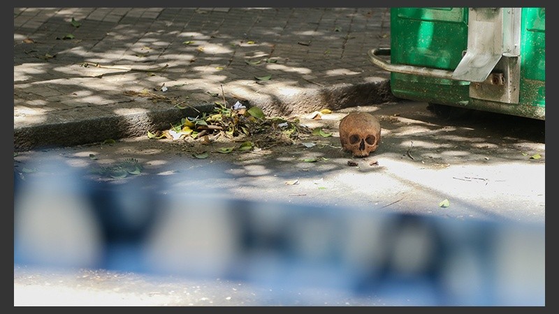 El cráneo fue encontrado en Montevideo al 700.