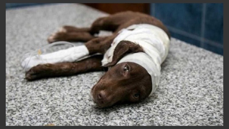El perro murió el martes en la ciudad de San Francisco.