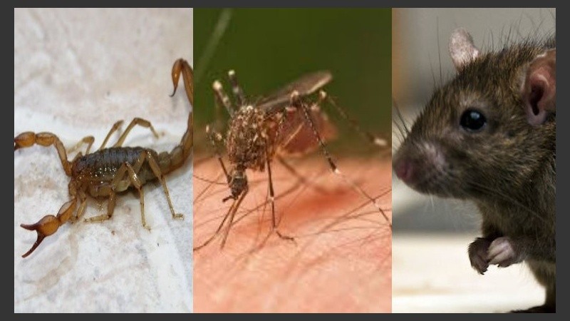 Alacranes, mosquitos y ratas pueden enfermarnos. 