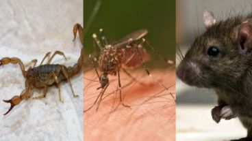 Alacranes, mosquitos y ratas pueden enfermarnos.