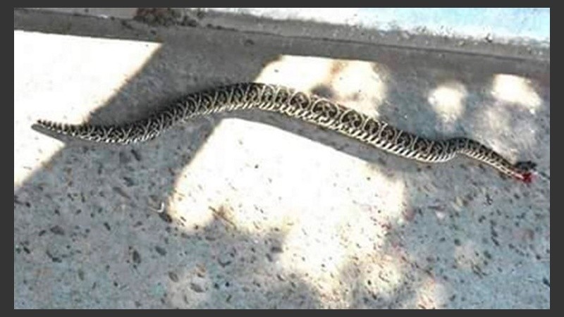 La yarará estaba en el interior de la vivienda.