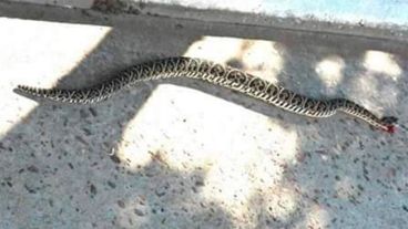 La yarará estaba en el interior de la vivienda.