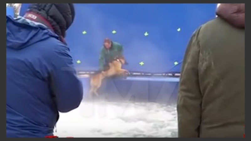 El perro fue obligado a ingresar a una pileta a pesar de su miedo. 