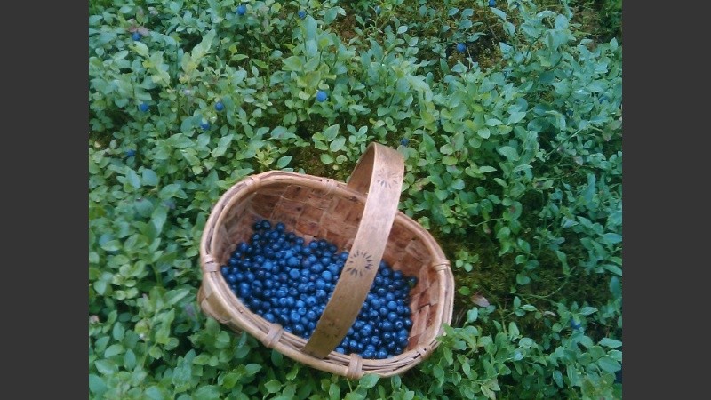 Siete menores realizaban en la recolección de arándanos en Santa Teresa