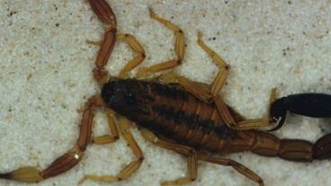 La niña recibió el alta 24 horas después de ser picada.