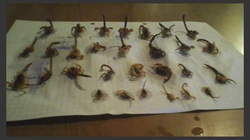 En la imagen pueden verse los 29 alacranes encontrados en las últimas dos semanas.