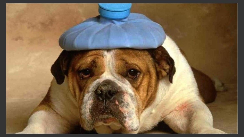 Agua y sombra, dos conceptos vitales para evitar golpes de calor. 