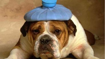 Agua y sombra, dos conceptos vitales para evitar golpes de calor.