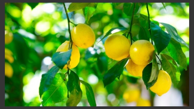 El procedimiento de ingreso de limones fue aprobado el 23 de diciembre pasado.