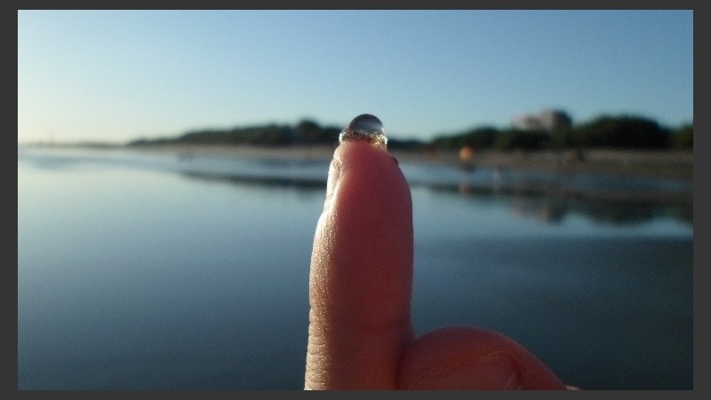 El nombre científico de la tapioca es Liriope tetraphylla.