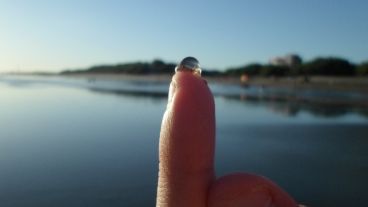 El nombre científico de la tapioca es Liriope tetraphylla.