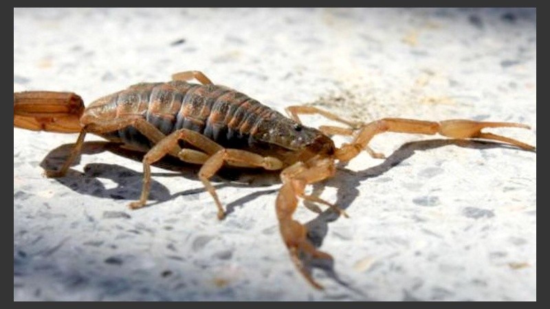 El niño permaneció varios días internado.