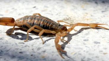 El niño permaneció varios días internado.