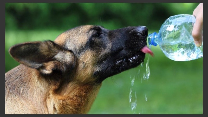 Hidratarse para combatir el calor es esencial. 