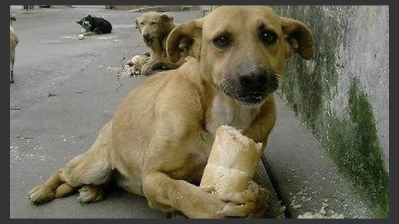La adopción de perros callejeros promovida por el municipio cordobés. 