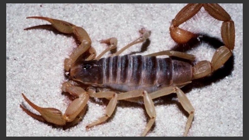Capturan alacranes vivos para elaborar el antídoto