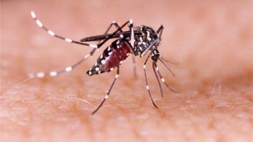 La fiebre amarilla es una enfermedad viral que se transmite a través de la picadura de mosquitos infectados previamente por el virus y puede ser mortal.