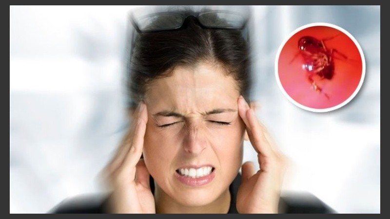 La cucaracha que originó el dolor de cabeza en la mujer