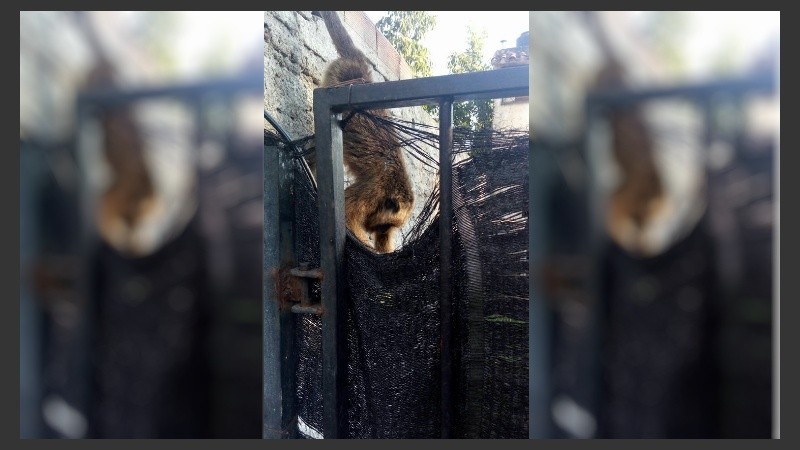 El mono está encadenado en una vivienda.