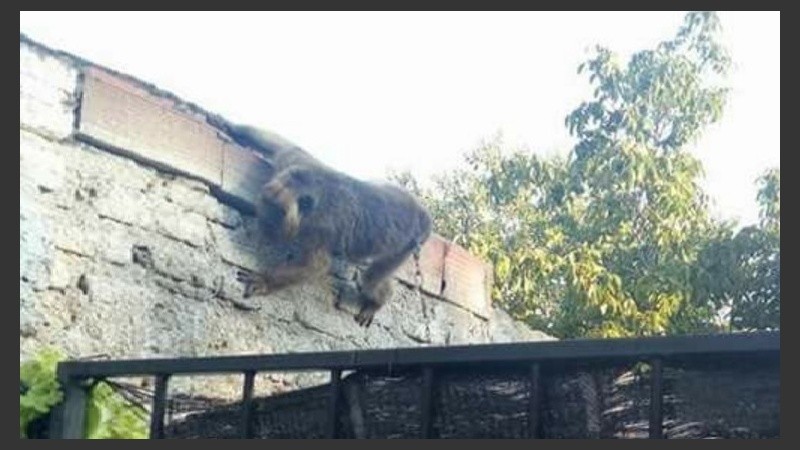 El mono está encadenado en una vivienda.